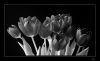 Tulipany_cervene_bw.jpg